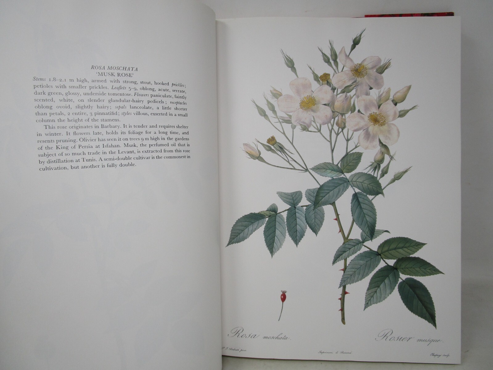 P. J. Redoute Redoute&rsquo;s Roses 167 Full Page Paintings 1990
