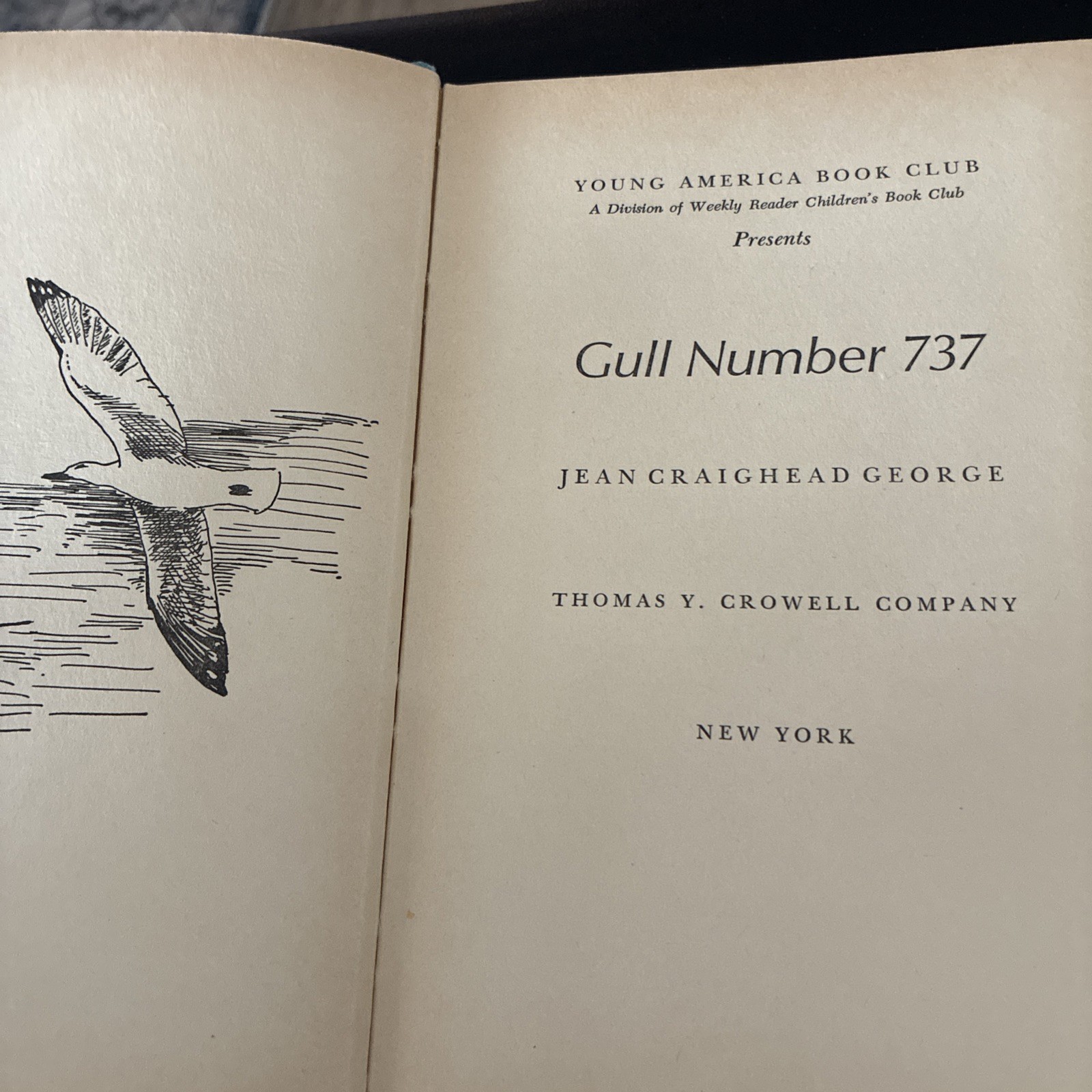 GULL NUMBER 737 by Jean Craighead George, 1964 Young America Book Club Edition