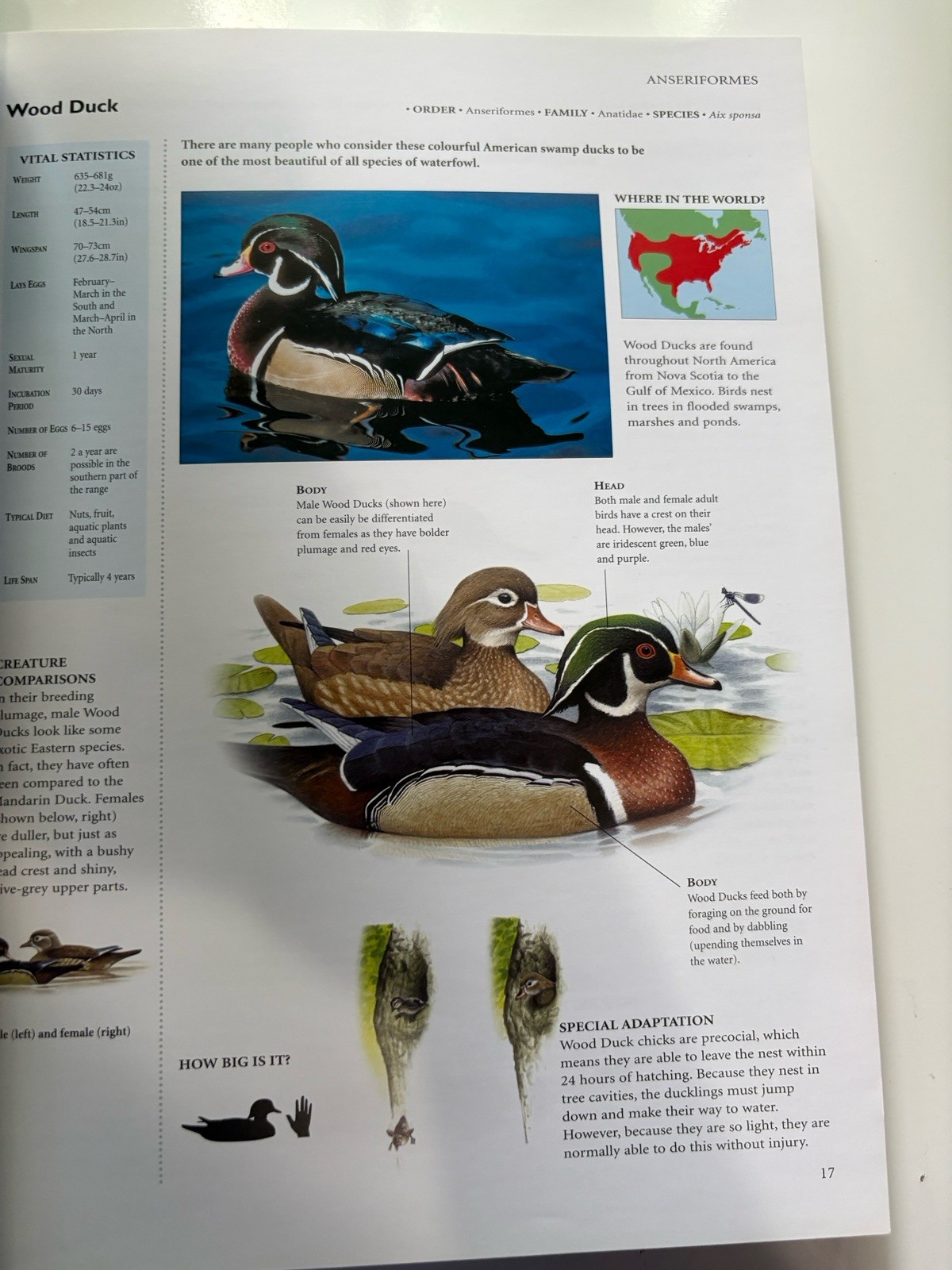 Encyclopedia of Birds: 400 Species from Around the World 448 Pages 9&Prime;x12&Prime;
