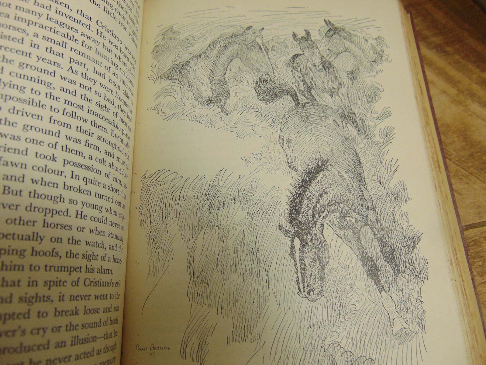 Great Horse Stories 1st Ed selected by Page Cooper Doubleday & Co 1946 HC