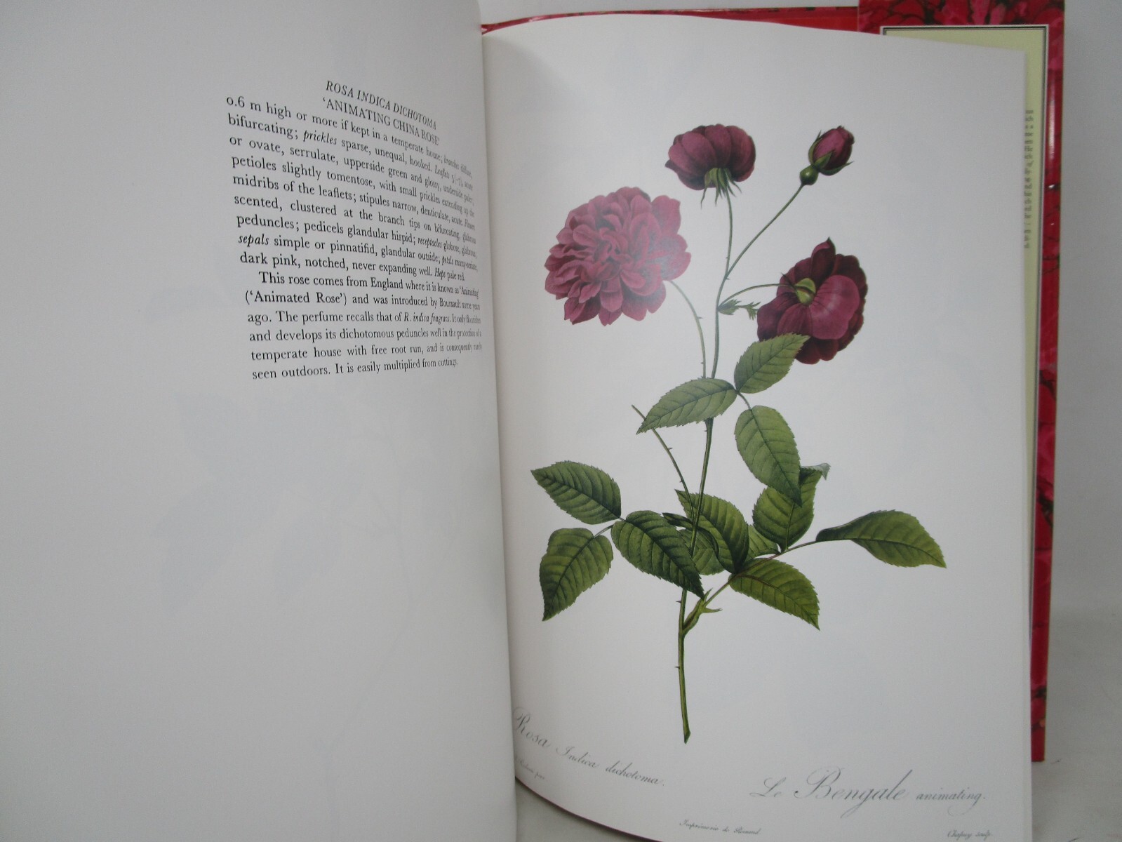 P. J. Redoute Redoute&rsquo;s Roses 167 Full Page Paintings 1990