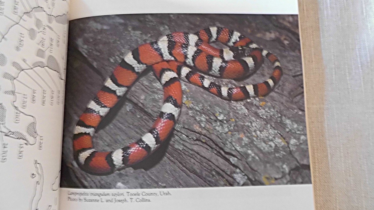 Systematics and Natural History of the American Milk Snake, Lampropeltis triangu