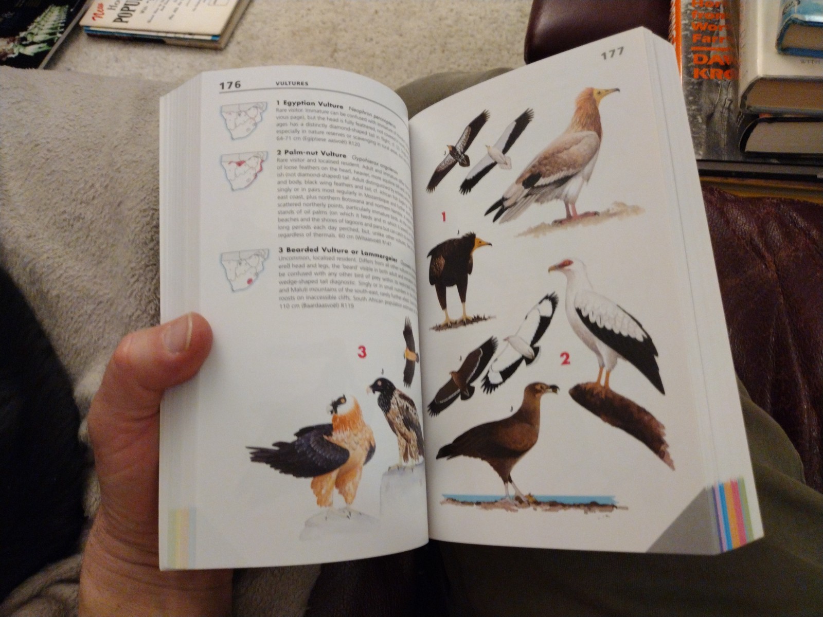 Kenneth Newman Newman&rsquo;s Birds of Southern Africa Fully Revised Illust by Author